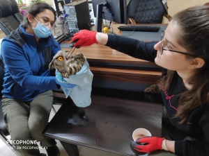 Yaralı Puhu Kuşu Tedavi Altına Alındı