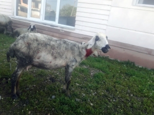 Sokak Köpekleri Sürüye Saldırdı