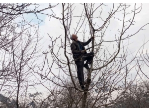 Din Görevlileri Yaşlıların Tarlalarını Sürüp Ağaçlarını Budadı