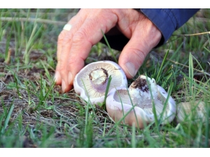 Erzincan’da Mantar Sezonu Başladı