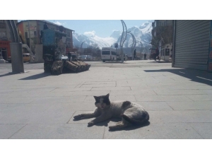 Hakkari’nin Caddeleri Sahipsiz Kedilere Kaldı