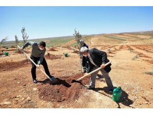 Şehitkamil’de 4 Bin 100 Fidan Dikildi