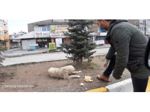 Çaldıran Belediyesinden Sokak Hayvanlarına Yiyecek Desteği