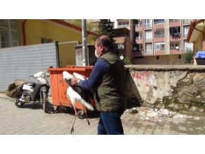 Yaralı Halde Bulunan Leylek Tedavi Altına Alındı