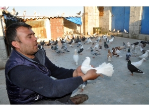 İki Günlük Sokağa Çıkma Yasağını Güvercinlerinin Arasında Geçirdi