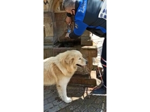 Sahipsiz Köpek Suyunu Zabıta Elinden İçti