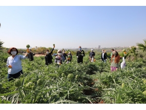 Mezitli’de Korona Günlerinde Enginar Hasadı