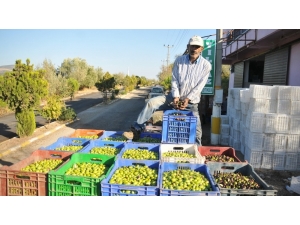 Manisa’da Zeytin Ve Zeytinyağı İhracatı Yüzleri Güldürdü