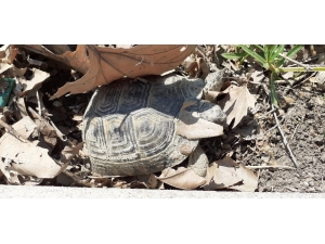 Kaplumbağalar Kış Uykusundan Uyandı