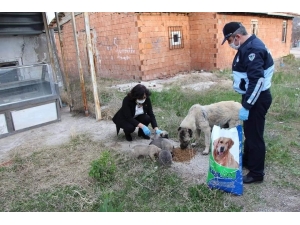 Sungurlu Belediyesi Sokak Hayvanlarını Unutmadı