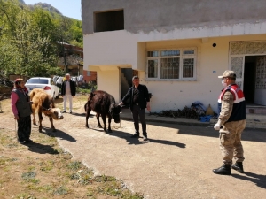 Samsun Kayıp Hayvanlar Bulundu