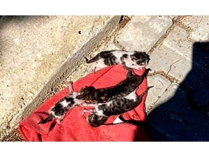 İzmir’de Vicdansızlık: Çöpe Atılan Kedi Yavruları Kurtarıldı
