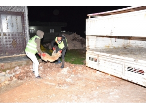 Şanlıurfa’da Dehşet: Sokak Köpekleri 6 Çocuğu Yaraladı