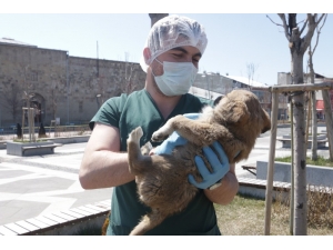 Büyükşehir Sokak Hayvanlarını Unutmadı