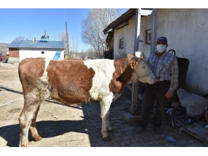Milli Dayanışma Kampanyası’na 450 Kiloluk Düve Bağışı