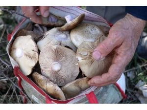 Bayburt’ta Mantar Sezonu Başladı