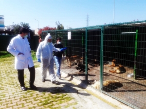Hayvan Barınaklarına Bakanlıktan Denetim