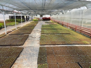 Gölbaşı Belediyesinden 80 Bin Organik Sebze Fidesi