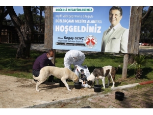 Döşemealtı’nda Sokak Hayvanlarının Su Ve Mama Kapları Arttırıldı