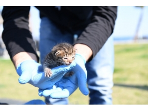 Konyaaltı Belediyesi’nden Yavru Kediye Yardım Eli