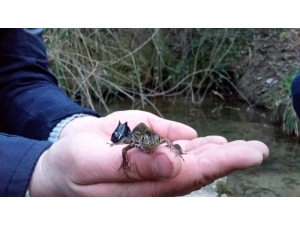 Ejderhaya Benzettikleri Su Canlısı Bakın Ne Çıktı