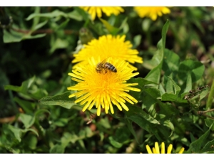Korona Döneminde Eskişehir’den Bahar Manzaraları