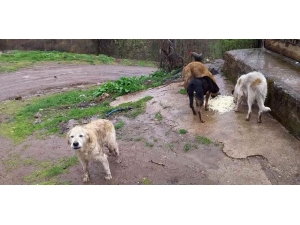 Topladıkları Köpekleri, Ormanlık Alana Bırakarak Ölüme Terk Ettiler