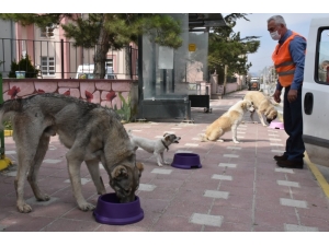 İnönü’de Sokak Hayvanları Aç Kalmayacak