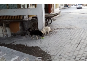 Adilcevaz Belediyesi Sokak Hayvanlarını Unutmadı