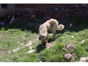 Köylerdeki Sokak Hayvanları Unutulmadı