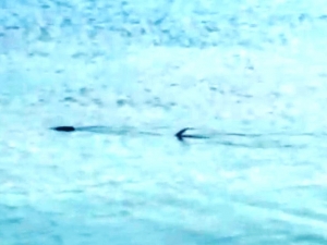 Köpek Balığı Zannettiler, Zargana Azmanı Çıktı