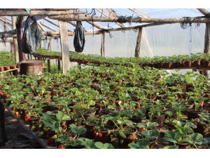 Korona Virüs Salgını Sonrası Milli Piyango Bileti Satamayınca Çilekçiliğe Başladı