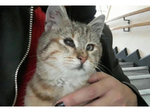 italyan Astrofizikçi Korona Günlerinde Kaybolan Kedisini Arıyor