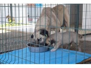 Hayvan Bakımevleri Ziyarete Kapatıldı