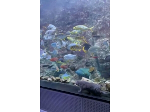 Gizlice İstanbul Akvaryum’a Giren Kedinin Balıkları Amansız Takibi Kamerada