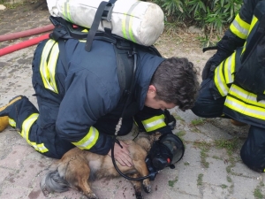 Dumandan Zehirlenen İki Köpek Kalp Masajı İle Yaşama Döndürüldü