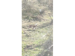 Virüs Sessizliği Vaşakları Açığa Çıkardı