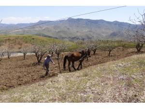 Korona Virüs Bağ Sahiplerini Vurdu