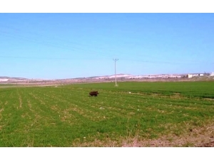 Gündüz Vakti Mahalleye Giren Domuz Sürüsüne Silahlı Önlem