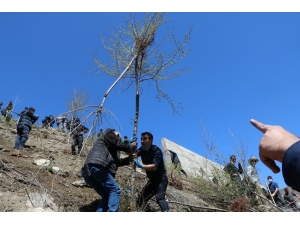 Hakkari’de Bin Adet Fidan Dikildi
