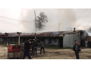 Yumurta Fabrikasında Çıkan Yangında 12 Bin Tavuk Telef Oldu