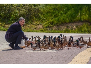 Belediye Başkanı Uluabat’taki Ördekleri Elleriyle Besledi, Doğa Mesajı Verdi