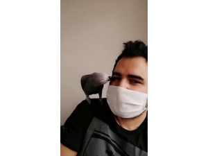 Sahibi Korona Virüse Yakalanan Papağan Pakize: “Evden Çıkma, Evde Kal”