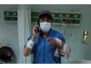 Köpek, Sahibini Hastanelik Etti