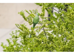 Başkent Sokakları Yeşil Papağanlara Kaldı