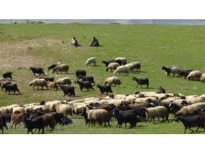 Yağışlar Gercüşlü Çiftçilerin Yüzünü Güldürdü