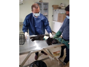 Demir Korkuluğa Saplanan Kediyi İtfaiye Kurtardı