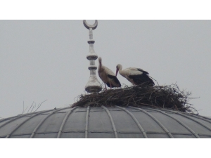 Telef Oluyorlardı...yeni Yuva Yaptılar Ama Onları Tuzak Görüyorlar