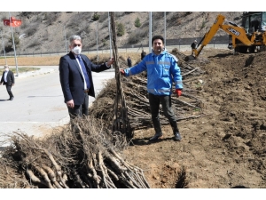 Gümüşhane Ceviz Vadisi Olma Yolunda İlerliyor