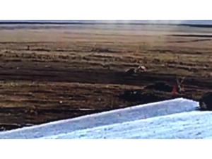 Ardahan’da Çiftliğe İnen Kurt Sürüsü, Çoban Köpeklerinin Hışmına Uğradı